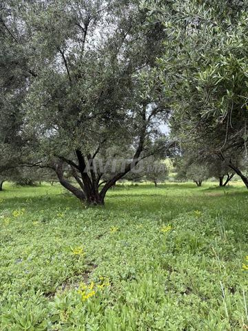 🌿 Ferme titrée à vendre – Taounate 🌿 - 2
