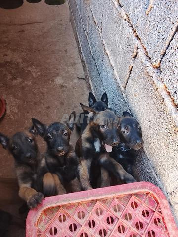 Charbonnettes à vendre - 2