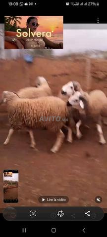 خراف عالية الجودة لعيد الأضحى عيد مبارك - 2