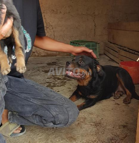 Rottweiler - 2