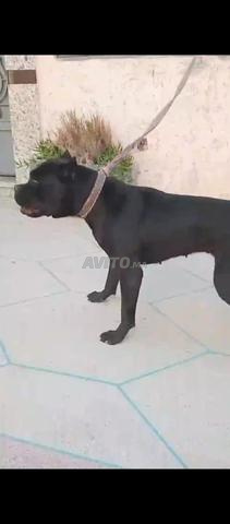 Femelle Cane Corso gestante