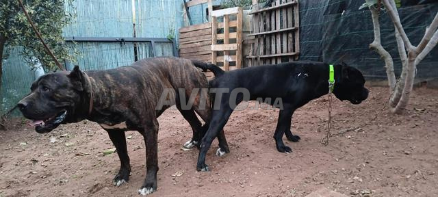 Femelle Cane Corso gestante - 2