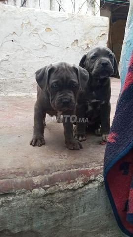 Chiots Cane Corso pure race - 2