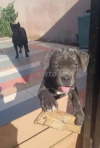 Super femelle Cane Corso pure race pedigree