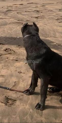 Femelle Cane Corso grise pure race 9 mois - 2