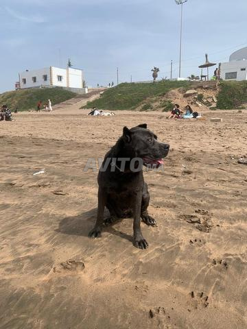 Femelle Cane Corso grise pure race 9 mois