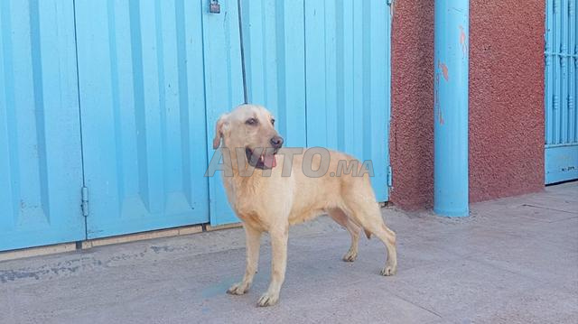 Super femelle labrador retriever pure race - 2