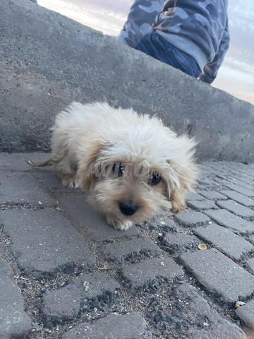 Chiot Maltipoo (Chiot) - 2