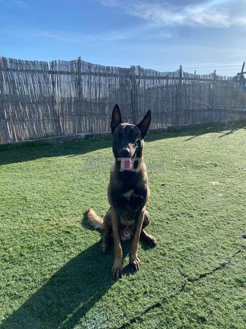 Mâle Malinois dressage et obéissance - 2