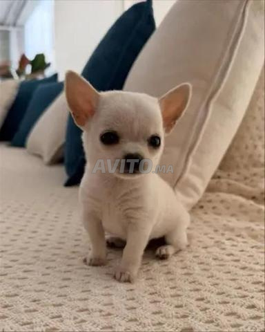 Femelle Chihuahua