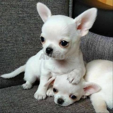 Femelle Chihuahua - 2