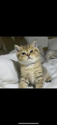 British shorthair