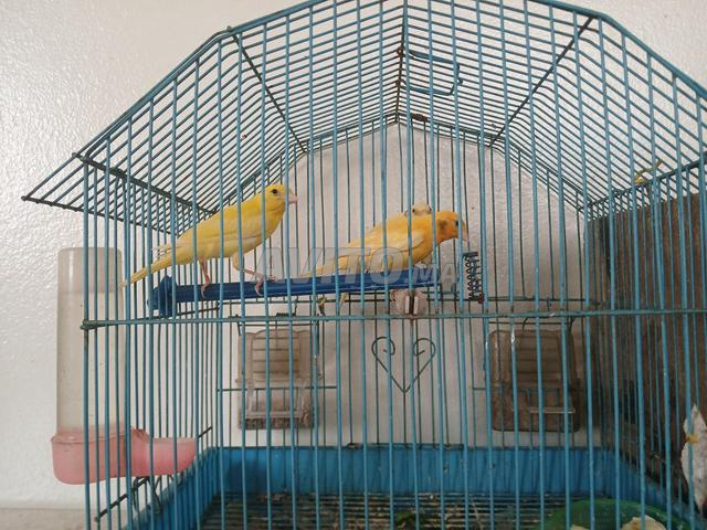 Balokhaf Tanger - 2