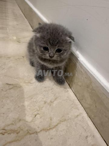 Femelle Scottish Fold poil court à vendre - 2
