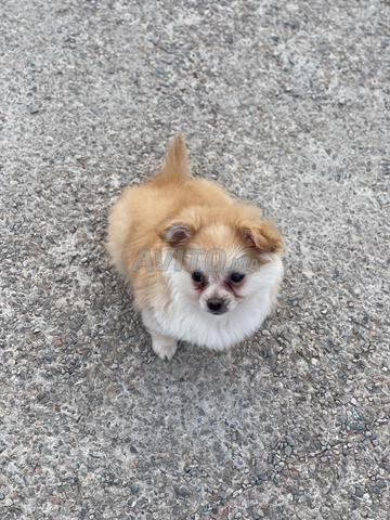 Spitz Pomeranian - 2