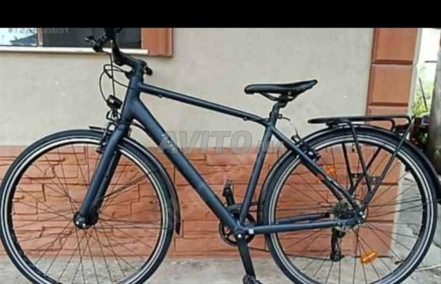 Elops velos - 2