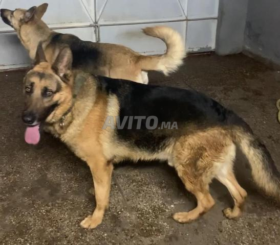 Chiots berger allemand royal