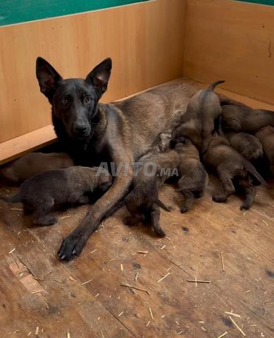 Chiots malinois charbonnier à vendre - 2