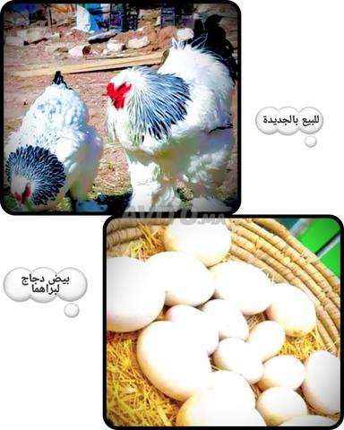 من يريد بيض الدجاج البلدي... نرجو التواصل معنا - 2