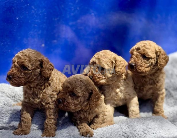 Chiots Caniches Toys Pedigree 🇫🇷