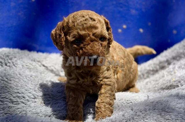 Chiots Caniches Toys Pedigree 🇫🇷 - 2