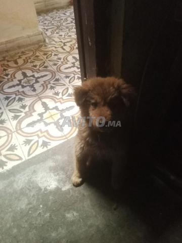 Chien de race australienne - 2