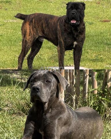 Chiots Cane Corso femelles - 2