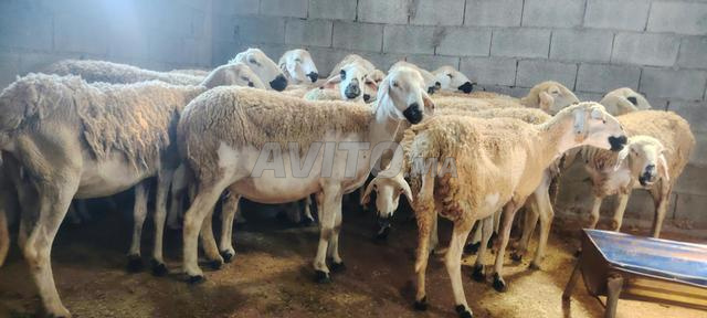 Brebis Sardi de bonne qualité, bonne pour la reproduction, prix raisonnable