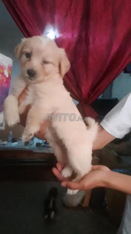 Bichon yeux bleus - 2