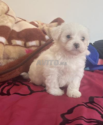 Bichon maltais nain - 2