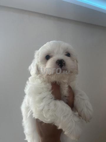 Bichon maltais nain - 2
