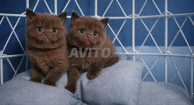 British chocolat - 2