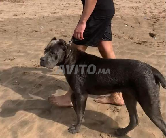 Femelle Cane Corso pure race 8 mois - 2