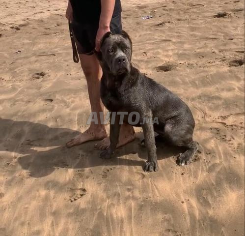 Femelle Cane Corso pure race 8 mois