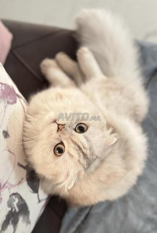 Chatons Scottish Fold/Straight Highland - 2