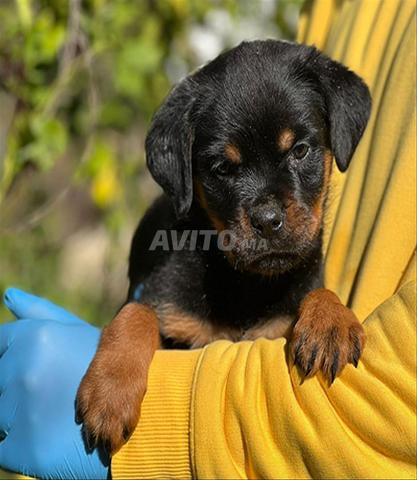 Chiots Rottweiler femelles 5 mois  - 2