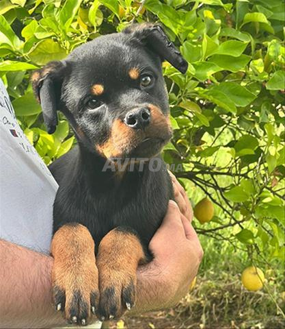 Chiot Rottweiler mâle 5 mois - Pedigree - 2
