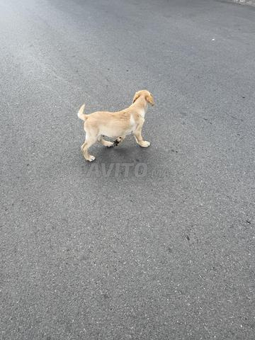 جرو لابرادور - 2
