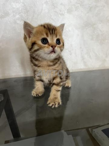 Chat Scottish Fold et Straight - 2