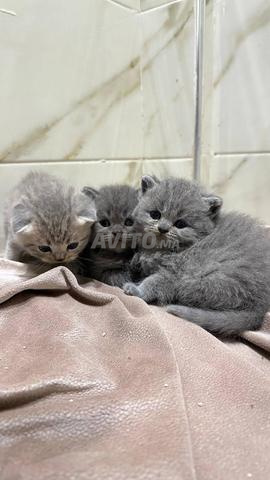 قطط سكوتش فولد وبريتيش شورت هير للبيع - 2