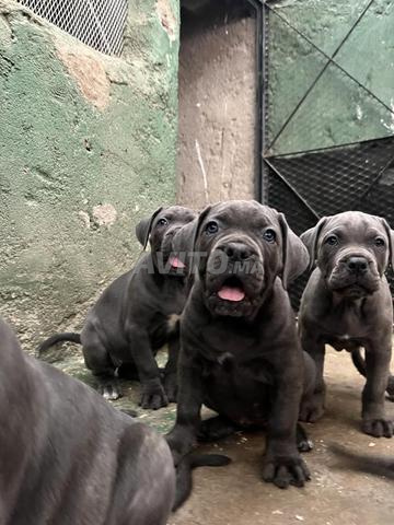 canecorsso pedigree - 2