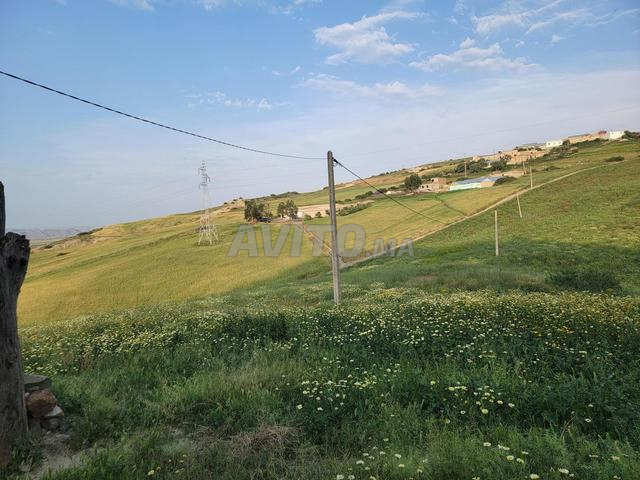 Ferme agricole titrée, Oued Leben Rte de Taounate - 2