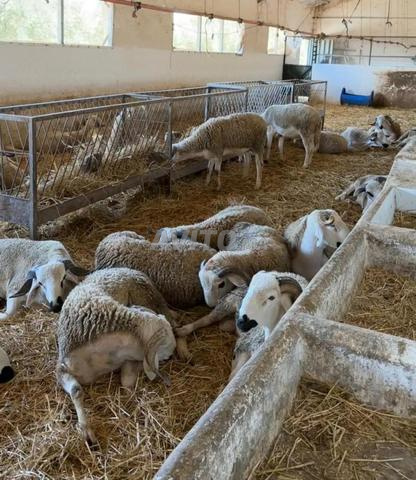 Moutons Sardi pour l'Aïd à un prix très raisonnable