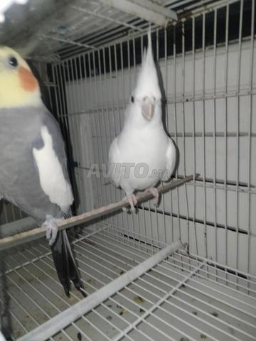 Oiseaux Clubset - 2