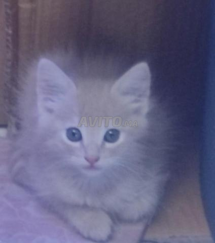 4 chatons à adopter - 2