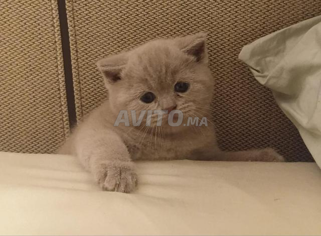 Magnifique Chaton British shorthair - 2