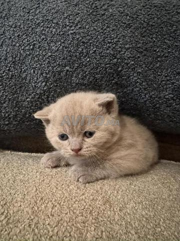 Magnifique Chaton British shorthair