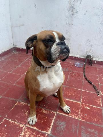 Chien Boxer - 2
