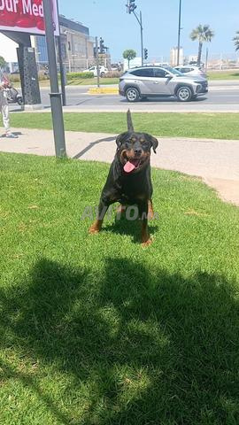 Femelle rottweiler pure race - 2