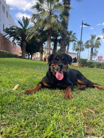 Femelle rottweiler pure race